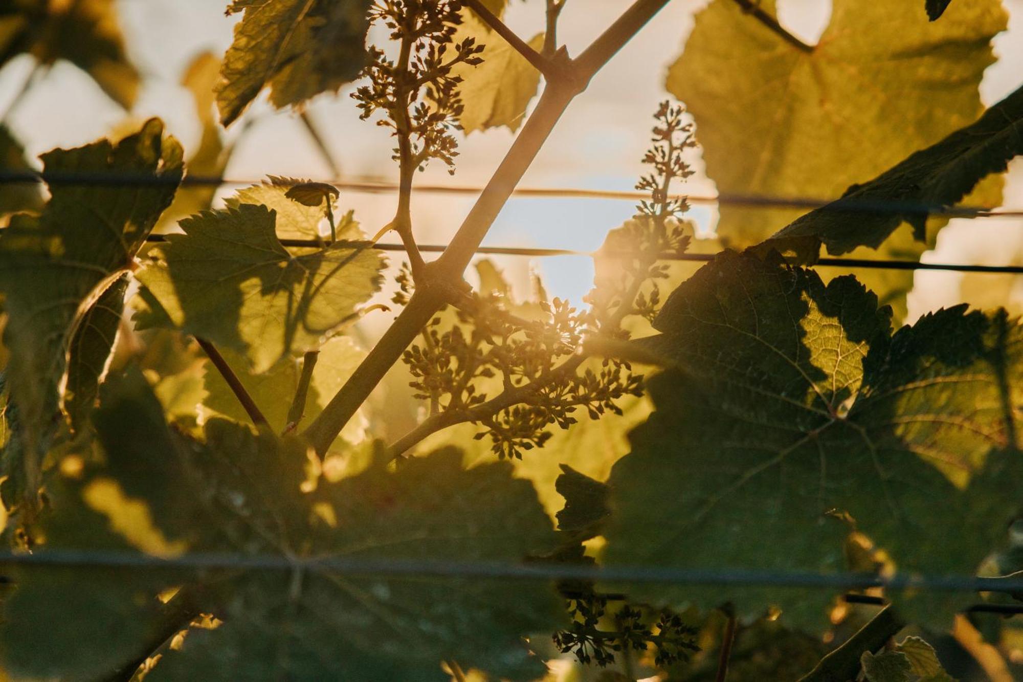 Villas & Vines Glamping Hastings Bagian luar foto